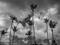 Black and White Photography of a Group of palm trees on a cloudy sky