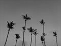 Black and White Photography of a Group of palm trees at sunset