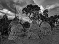 Black and White Photography of Heaps of hay lie on the field Royalty Free Stock Photo