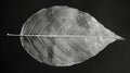 Black and white photography of leaf skeleton, looks very artistic Royalty Free Stock Photo