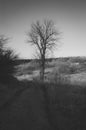 Black and white photography of lonely old tree