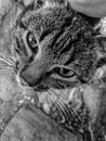 Black and White Photography of a Loving grey cat with green eyes