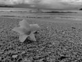 Black and White Photography of One Yellow Tropical Fower on the Sand Royalty Free Stock Photo