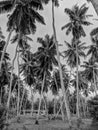 Black and White Photography of a Palm trees forest and an isolated house on a plantation of coconut trees, La Digue Island Royalty Free Stock Photo