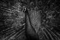 Black and white photography of peacock