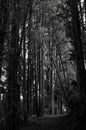 Path between the trees of the forest of Bernardo Philippi park. Puerto Varas. Chili. Royalty Free Stock Photo