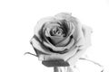 Rose close-up on a white background. Black and white photography. Romantic background, valentines day concept. Royalty Free Stock Photo