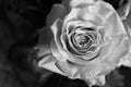 Black-and-white photography of rose- sadness and mistery of life