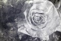 Black-and-white photography of rose styled on old times