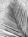 Black and White Photography of Silhouette of palm tree leaf with sandy background Royalty Free Stock Photo