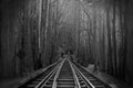 Black and White Photography of Train Tracks or Rail Roads in the Magical Fantasy Forest