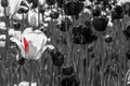 Black and white photography of tulips with a small red petal part Royalty Free Stock Photo