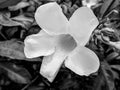 Black and White Photography of Yellow tropical flower in Seychelles Royalty Free Stock Photo