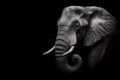 Black and white photorealistic studio portrait of an African Elephant on black background. ai generative Royalty Free Stock Photo