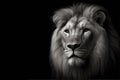 Black and white photorealistic studio portrait of a Male Lion on black background. ai generative