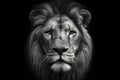 Black and white photorealistic studio portrait of a Male Lion on black background. ai generative