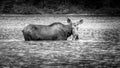 Black and White photo of a Moose Cow in Fishercap Lake in Glacier National Park