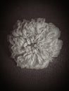 A black and white picture of a Chrysanthemum flower