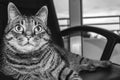 Black and white picture cute cat sits on office chair Royalty Free Stock Photo