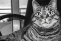 Black and white picture cute cat sits on office chair Royalty Free Stock Photo