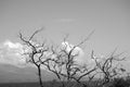 Black and white Picture of a deciduous trees with clouds in the background