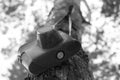 Black-and-white picture of a film camera hanging from a tree in a leather case Royalty Free Stock Photo