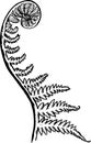 Black and white picture of a fractal leaf. Spiral fern