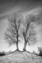 Black and white picture of leafless twin trees Royalty Free Stock Photo
