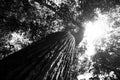 Black and white picture of leaves in rainforest from below