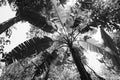 Black and white picture of palm tree seen from below