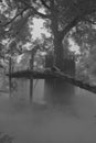 Black and white picture of panda on climbing frame in mist