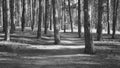 Black And White Picture Of A Path Beetwen A Trees In The Forest