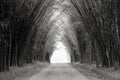 Black and white picture of road in Green Bamboo Forest