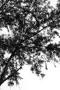 A black and white picture of a tree silhouette Royalty Free Stock Photo