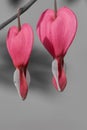 Macro of two bleeding hearts on a branch Royalty Free Stock Photo