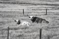 Black and white picture of two Texas Longhorns lying down. Royalty Free Stock Photo