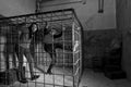 Black and white picture of two young Halloween victims imprisoned in a metal cage trying to get out