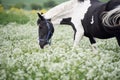 Black-white piebald horse grazing on blossom pasture Royalty Free Stock Photo