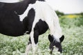 Black-white piebald horse grazing on blossom pasture. close up Royalty Free Stock Photo