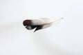 Black white pigeon feather on white background