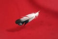 Black white pigeon feather on red background Royalty Free Stock Photo