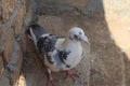 Black and White pigeons close-up. The bird sit on ground Top view-Interesting nature.