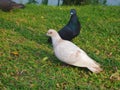 Black and White Pigeons Royalty Free Stock Photo