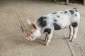 Black and white piglet in a farm yard setting