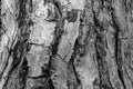 Black and white pine bark background, close-up. Natural texture pine bark. Relief texture of tree bark for publication Royalty Free Stock Photo