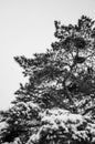 Black and white tree image