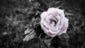 Black and white pink rose in the garden