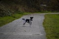 A black and white pit bull cross