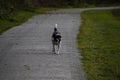 A black and white pit bull mix running toward the camera Royalty Free Stock Photo