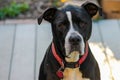 Black and white pit bull mix Royalty Free Stock Photo